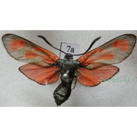 Zygaena loti (Denis & Schiffermüller, 1775) Kraśnik rogalik Deutschland7a
